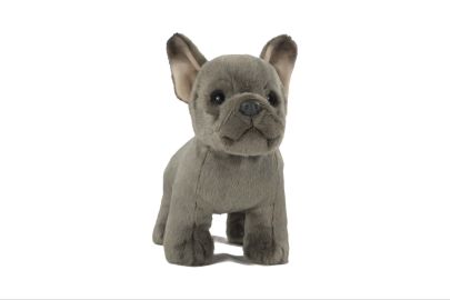 French bulldog